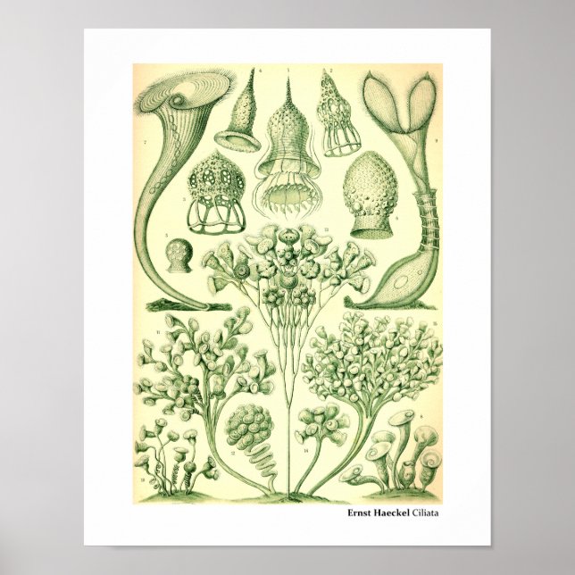 Affiches Ernst Haeckel Ciliata (Devant)