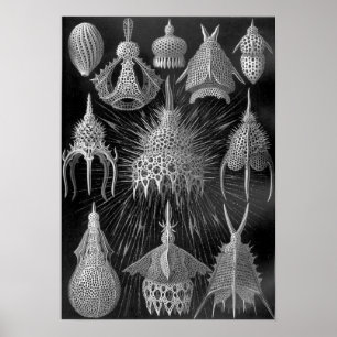 Affiches Ernst Haeckel Cyrtoidea