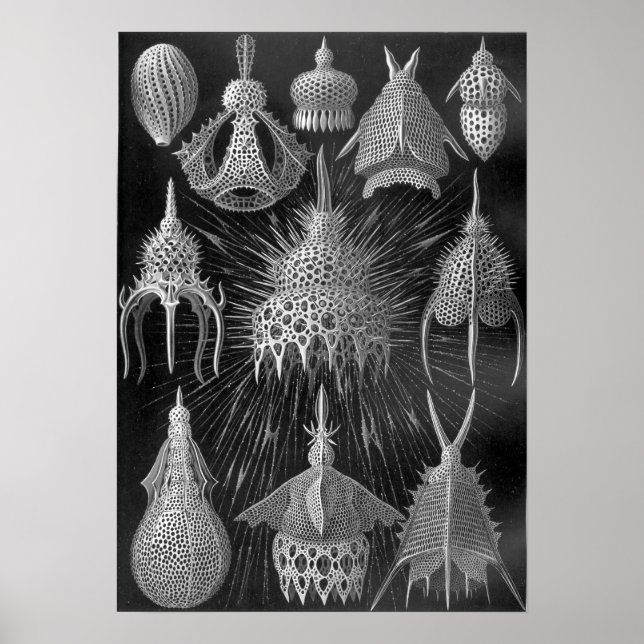 Affiches Ernst Haeckel Cyrtoidea (Devant)