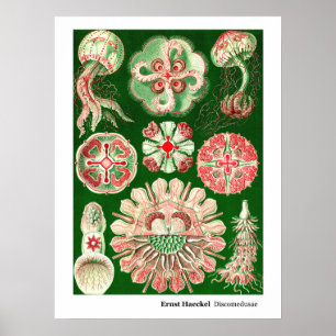 Affiches Ernst Haeckel Discomedusae (Aurelia)