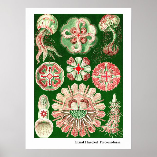 Affiches Ernst Haeckel Discomedusae (Aurelia) (Devant)
