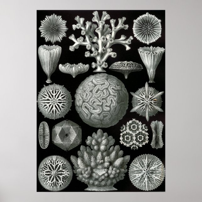 Affiches Ernst Haeckel Hexacorallia Coral (Devant)