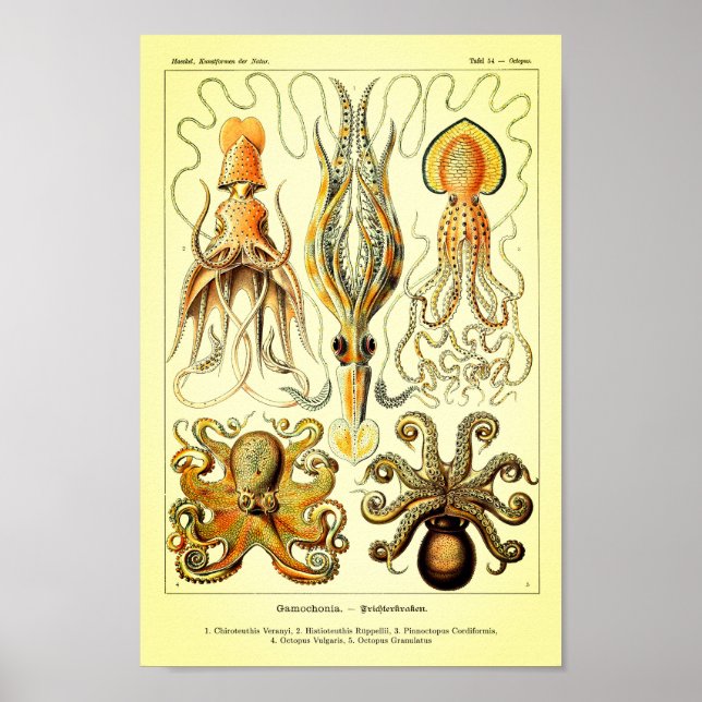Affiches Ernst Haeckel Octopus (Devant)