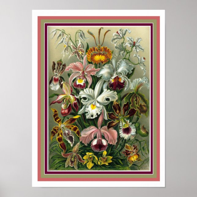 Affiches Ernst Haeckel "Orchida" Botanique Imprimer 12 x 16 (Devant)