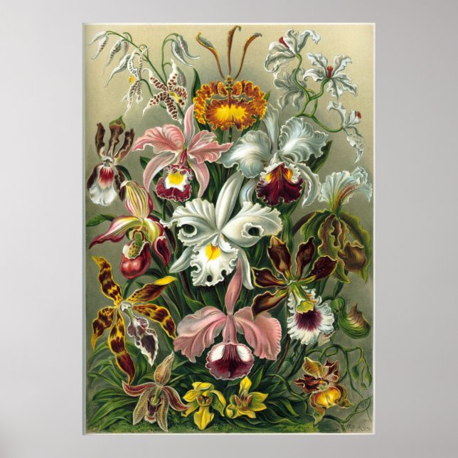 Affiches Ernst Haeckel Orchidae (Devant)