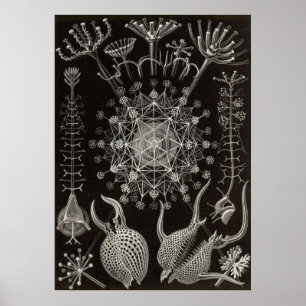 Affiches Ernst Haeckel - Phaeodaria2