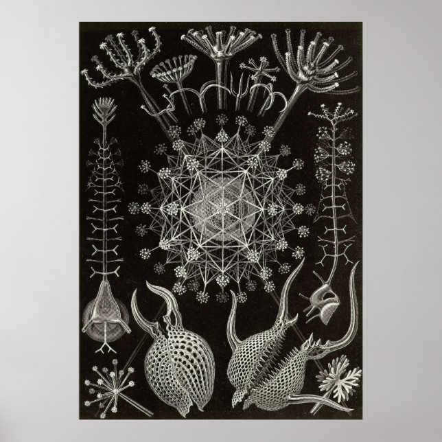 Affiches Ernst Haeckel - Phaeodaria2 (Devant)