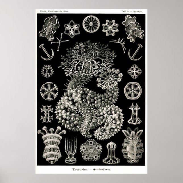 Affiches Ernst Haeckel Thuroidea (Devant)