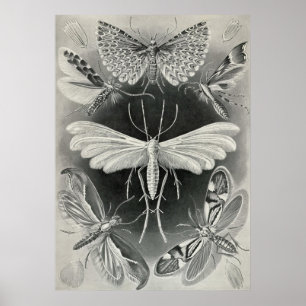 Affiches Ernst Haeckel - Tineida