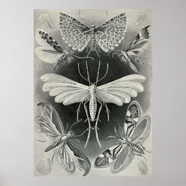 Affiches Ernst Haeckel - Tineida (Devant)