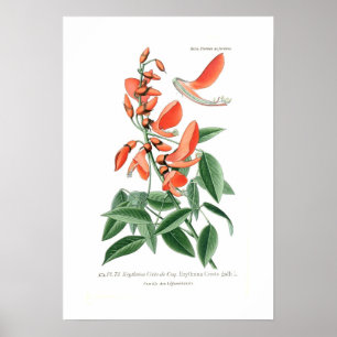 Affiches Erythrina crista-galli