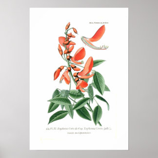 Affiches Erythrina crista-galli