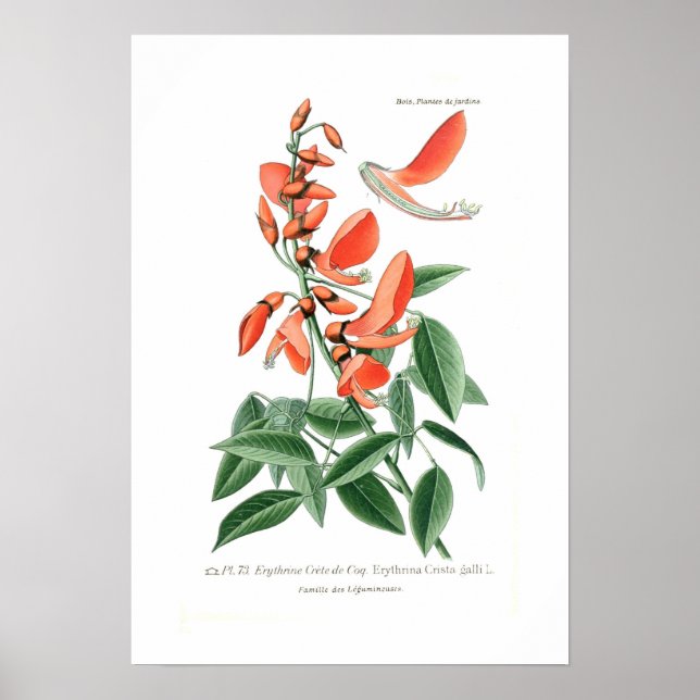 Affiches Erythrina crista-galli (Devant)