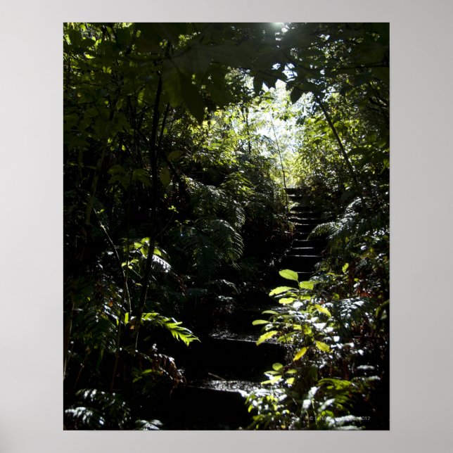 Affiches Escalier rustique/sentier en forêt, soleil (Devant)