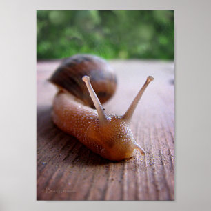 Affiches Escargot
