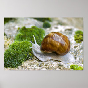 Affiches Escargot de Bourgogne