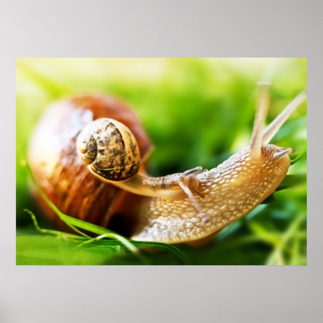 Affiches Escargots (Devant)