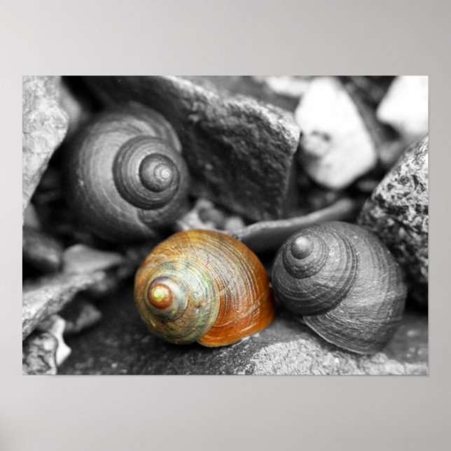 Affiches Escargots scolaires II (Devant)