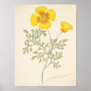 Affiches Eschscholtzia californien