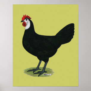 Affiches Espagnol : Hen à visage blanc