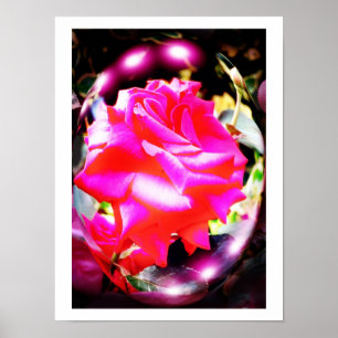 Affiches Esprits de rose