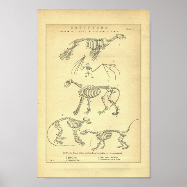 Affiches Esquisses d'animaux vintages Imprimer (Devant)