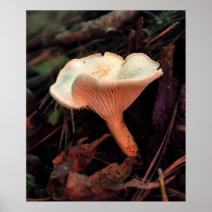Affiches Essence de champignons Imprimer -20x24 -autres tai