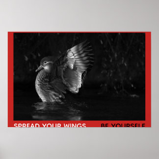 Affiches Étalez vos ailes, soyez vous-même Canard mandarin