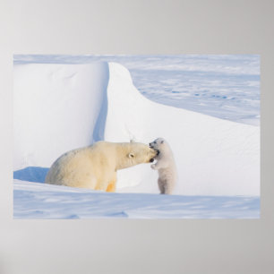 Affiches États-Unis, Alaska, North Slope Ours polaires