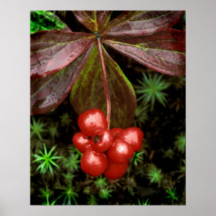 Affiches États-Unis, Alaska, Parc national de Denali. Détai
