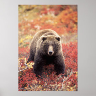 Affiches États-Unis, Alaska, Parc national Denali, ours gri