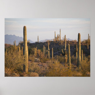 Affiches États-Unis, Arizona, désert de Sonora, Ajo, Ajo 2