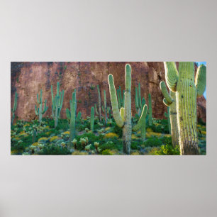 Affiches États-Unis, Arizona. Le Champ De Cactus Du Saguaro