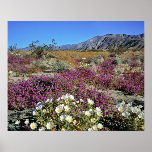 Affiches États-Unis, Californie, Anza-Borrego DSP. Soirée d (Devant)