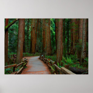 Affiches États-Unis, Californie. Chemin parmi les séquoias 