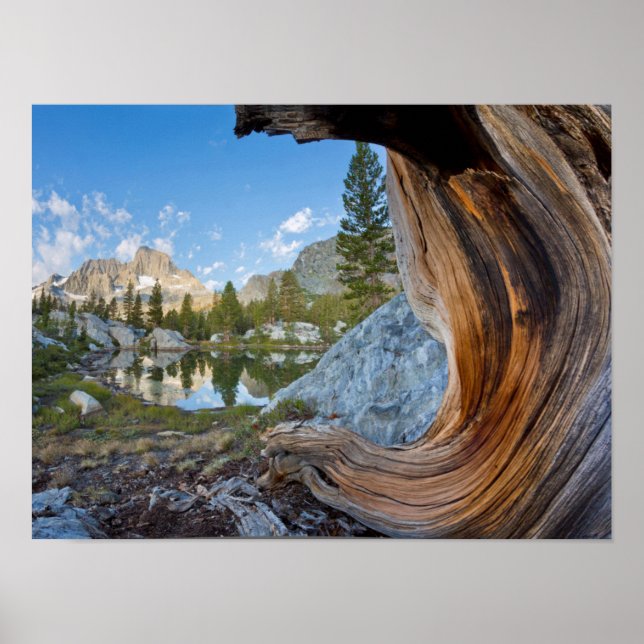 Affiches États-Unis, Californie, Forêt nationale d'Inyo. An (Devant)