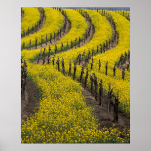 Affiches États-Unis, Californie, Napa Valley, Los Carneros