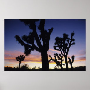 Affiches États-Unis, Californie, Parc national de Joshua Tr