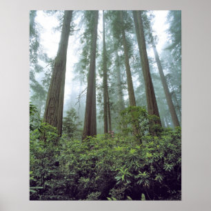 Affiches États-Unis, Californie, Redwood NP. Le brouillard 