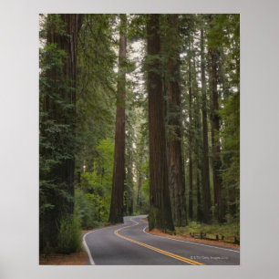 Affiches États-Unis, Californie, route à travers la forêt d