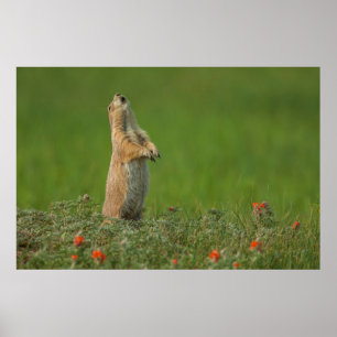 Affiches États-Unis, Dakota du Sud, Parc d'État de Custer