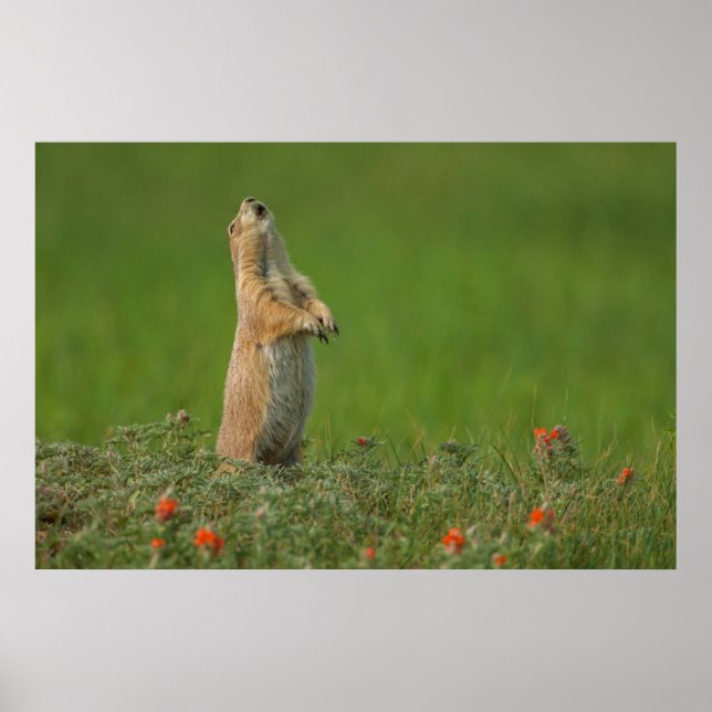 Affiches États-Unis, Dakota du Sud, Parc d'État de Custer (Devant)