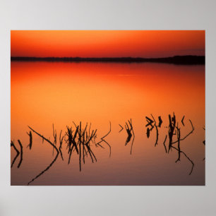 Affiches États-Unis, Floride. Silhouettes de branches d'arb