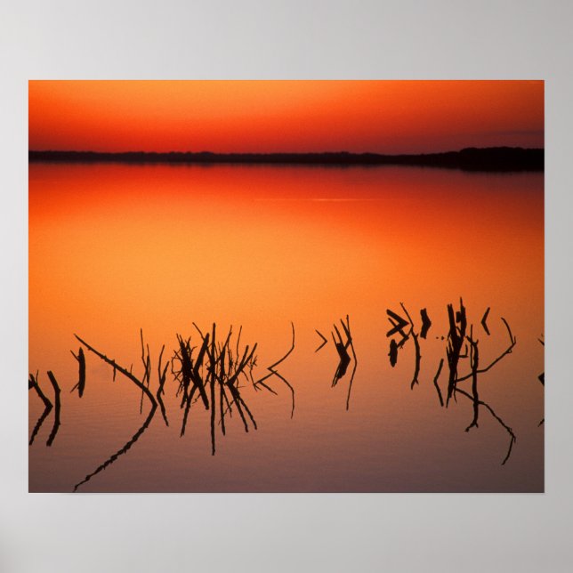Affiches États-Unis, Floride. Silhouettes de branches d'arb (Devant)
