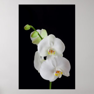 Affiches États-Unis, Géorgie, Savannah, Groupe d'orchidées