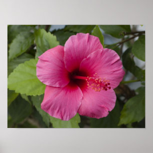 Affiches États-Unis, Hawaï, Oahu. L'Hibiscus est le 2