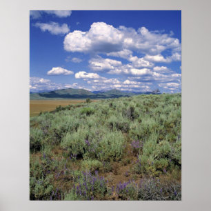 Affiches États-Unis, Idaho, Camas Co. Sagebrush et lupine