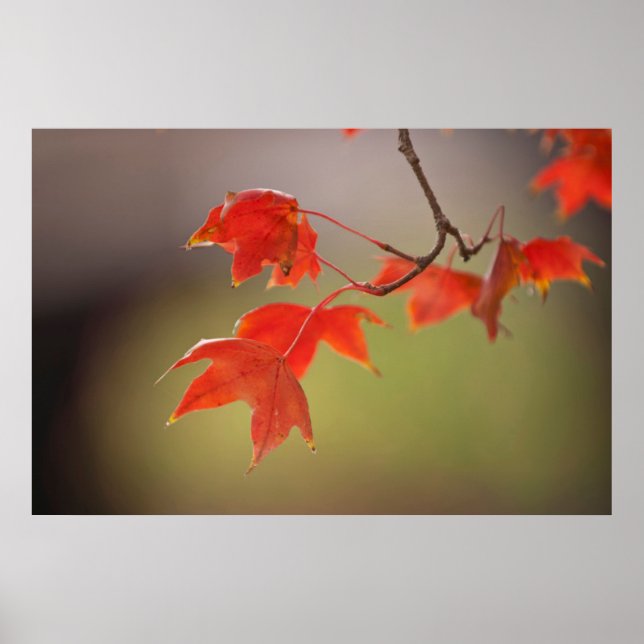 Affiches États-Unis, Kansas, Feuilles Rouges Au Début De L' (Devant)