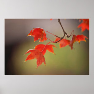 Affiches États-Unis, Kansas, Feuilles Rouges En Début D'aut