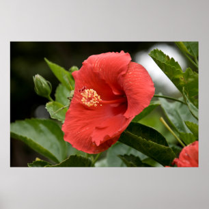 Affiches États-Unis, Kansas, Hibiscus rouge